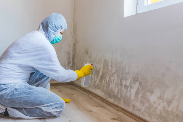 Licensed Mold Remediation service in Canton, PA - WQB Mold Removal